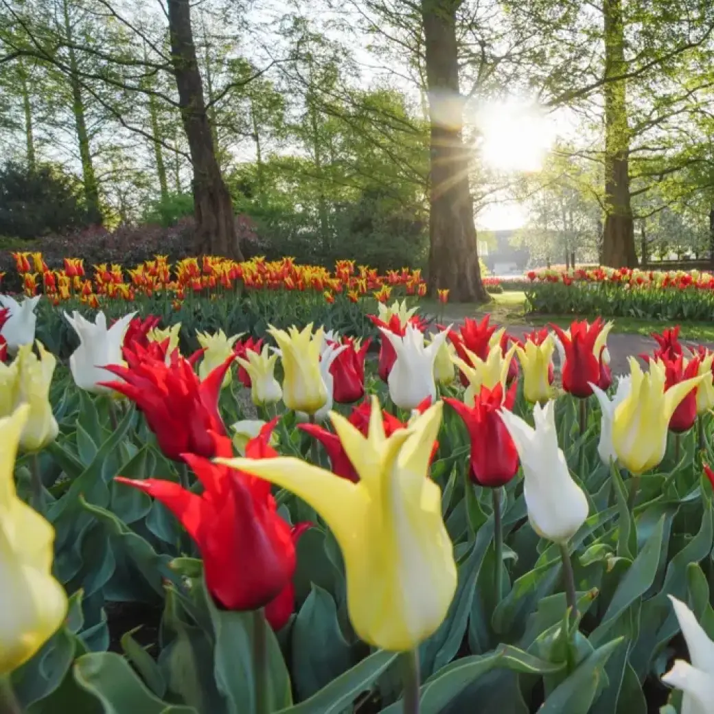 keukenhof