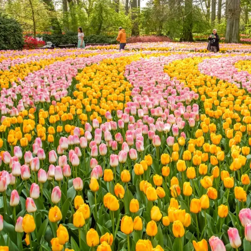 keukenhof deal
